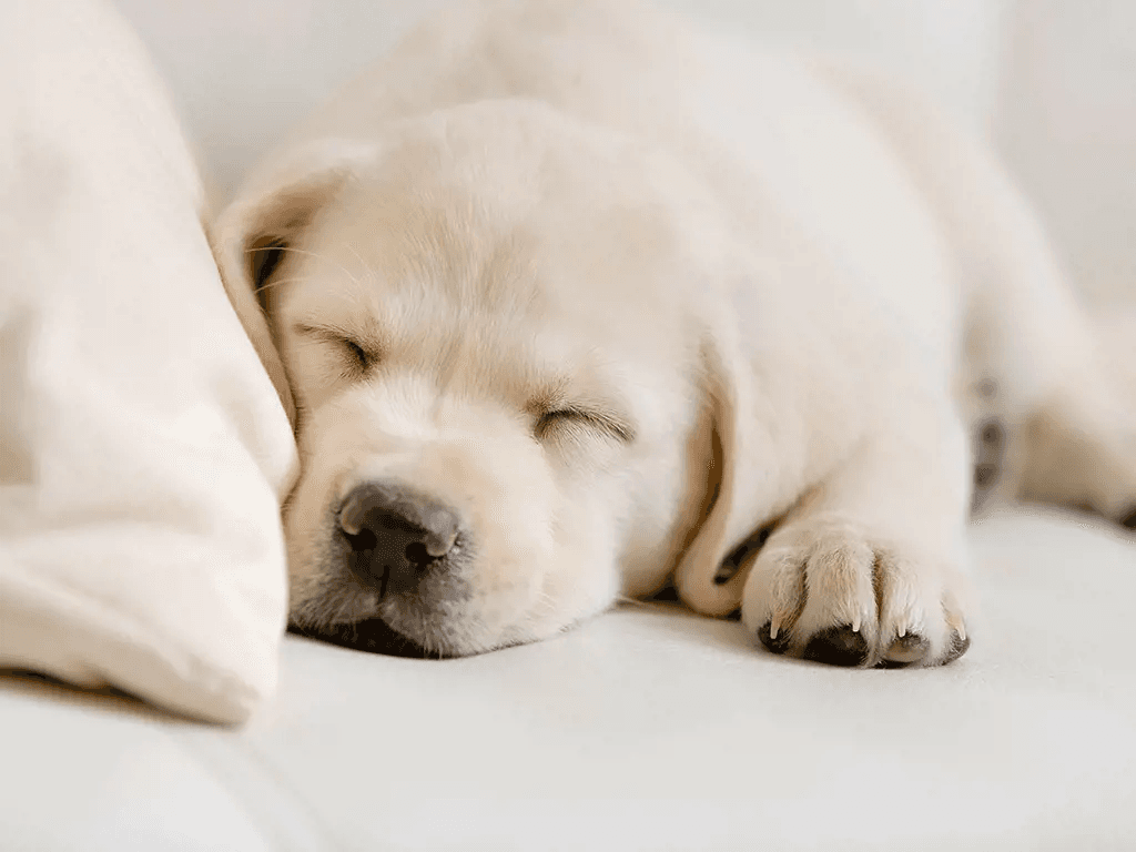 Размещение с домашними питомцами